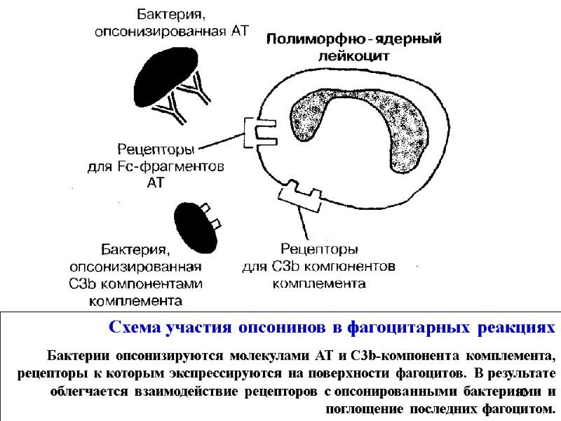 Схема участия опсонинов в фагоцитарных реакциях  Бактерии опсонизируются молекулами АТ и С3b-компонента комплемента,